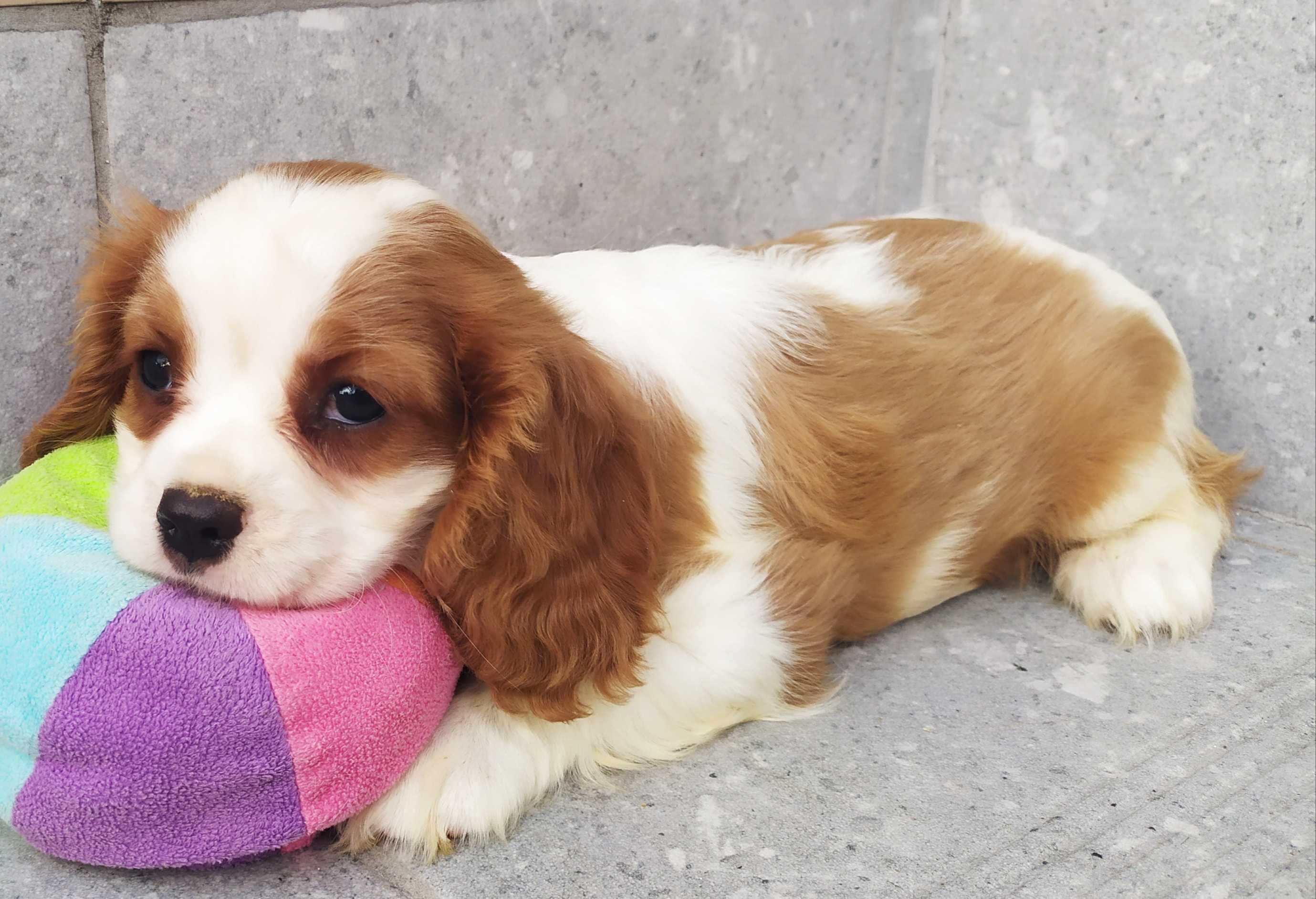 Suczka rasy Cavalier King Charles Spaniel - rodowód ZHPR