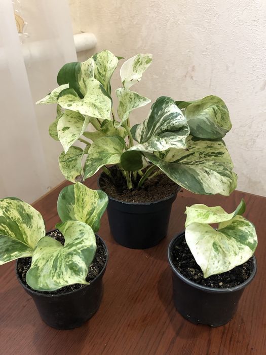 Сингоніуми, сциндаппсуси