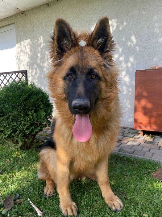 Щенята німецької вівчарки