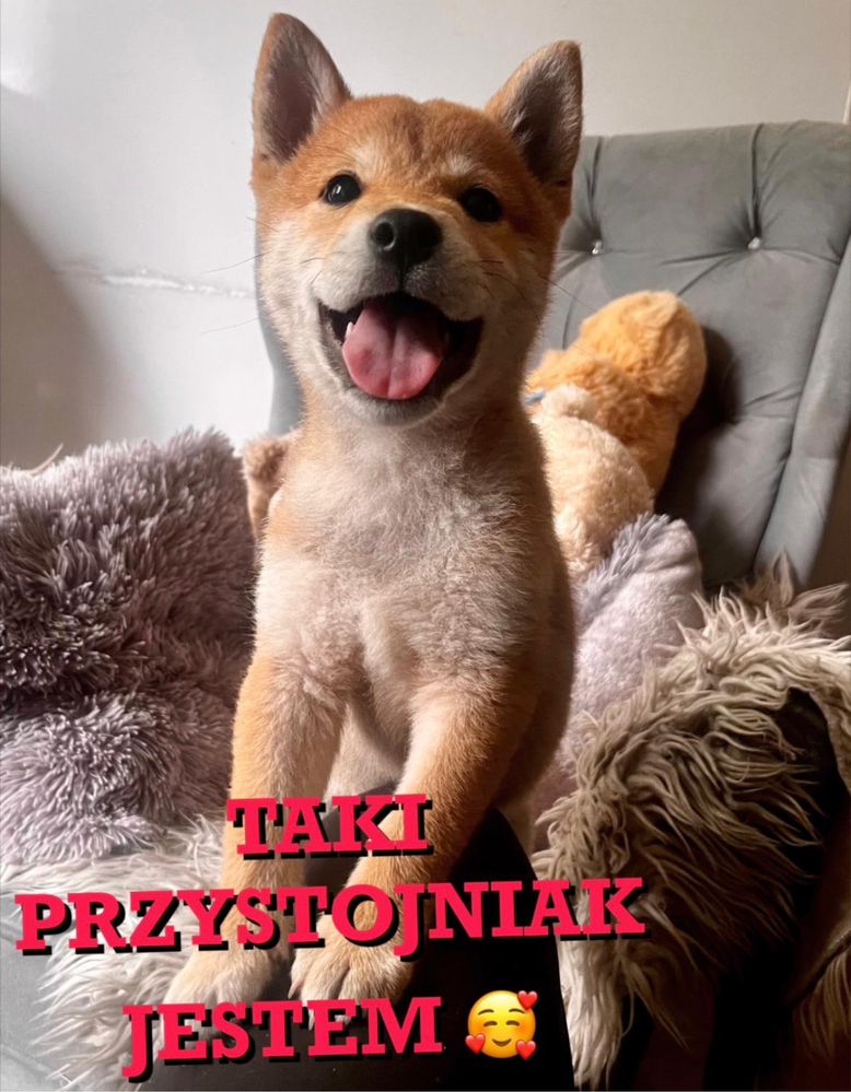 Shiba Inu FCI Chłopak czerwony