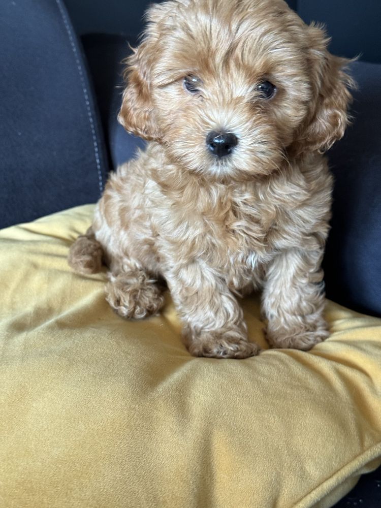 Cavapoo f1 B ostatni  piesek