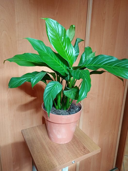 Kwiaty doniczkowe ozdobne