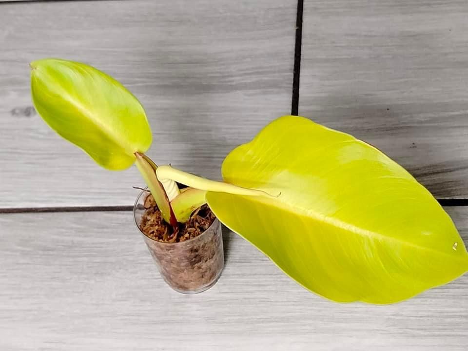 Philodendron Mi Sap Variegata