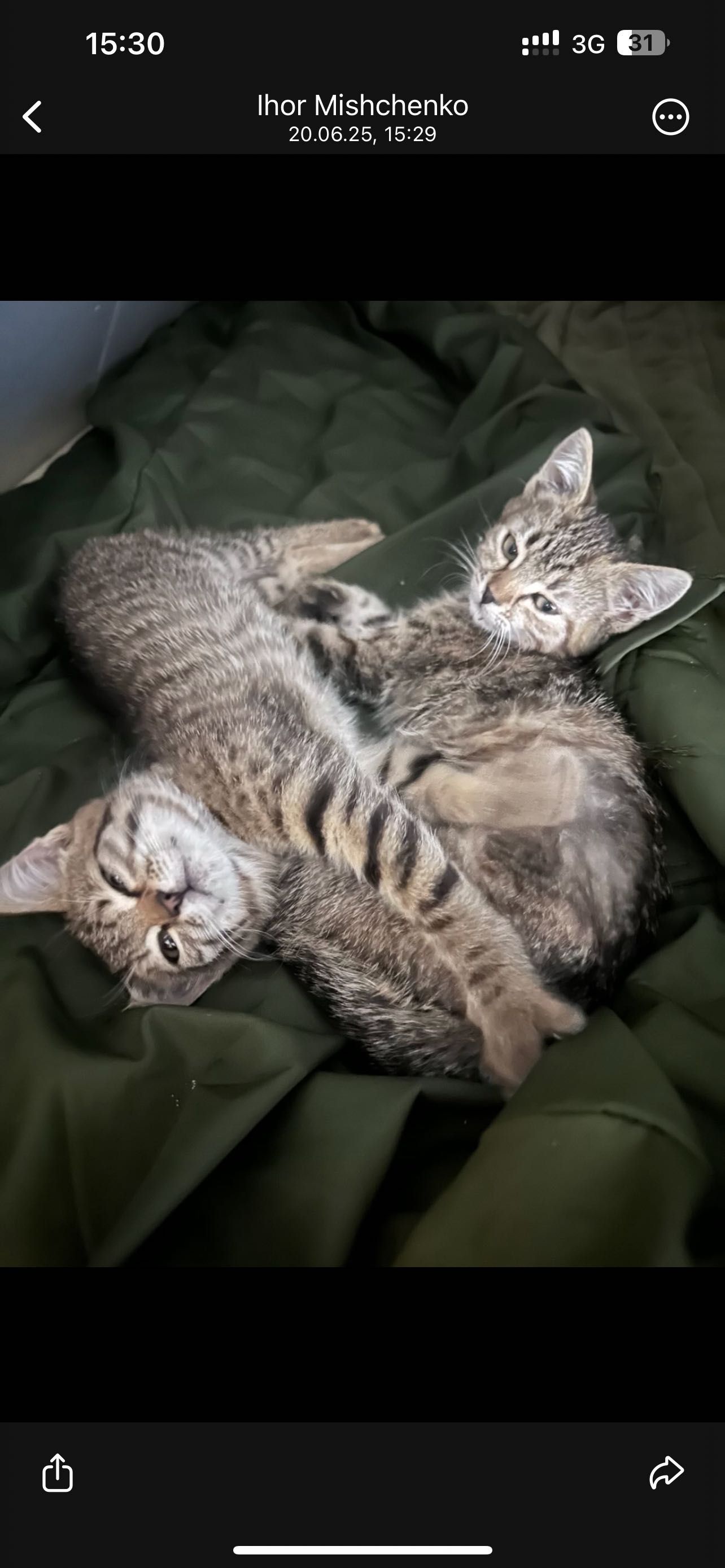 В добрі руки кошенята
