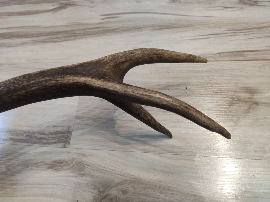 Poróże,rogi Jelenia.