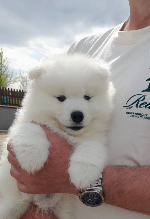 Samoyed samojed suczka rezerwacja!
