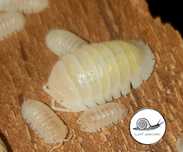 Armadillidium granulatum white pearl 10 szt isopody prosionki ekipa