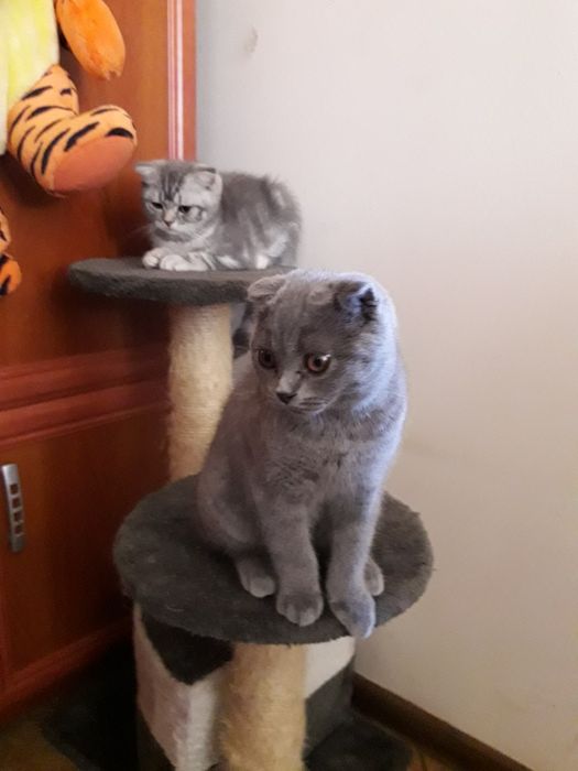 Kocurek szkocki fold