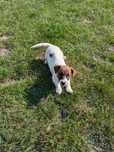 Jack Russell Terrier FCI ZKwP Szczenię