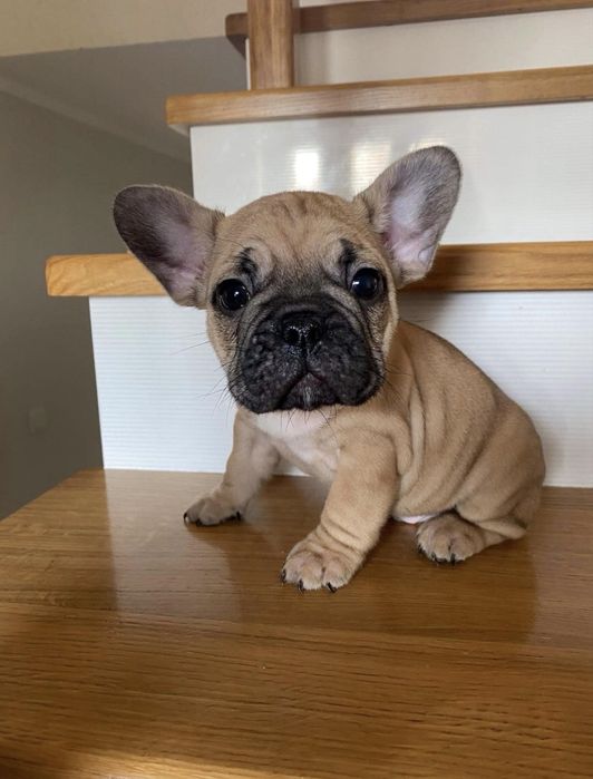 Buldog Francuski