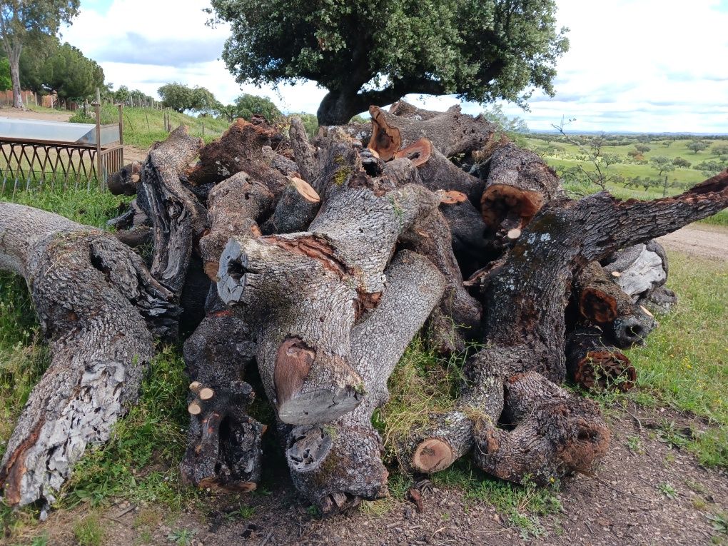 Pés de azinheira