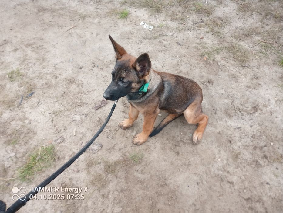 owczarek belgijski szczeniak  suczka 3,5 miesiąca