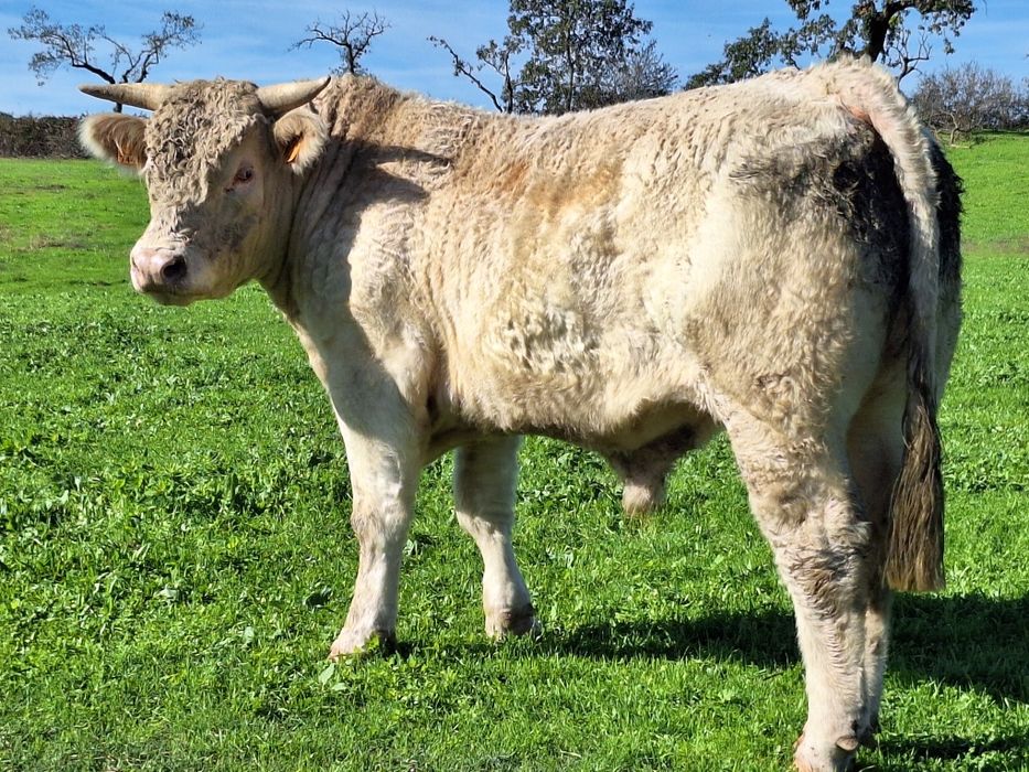 Novilho charoles puros