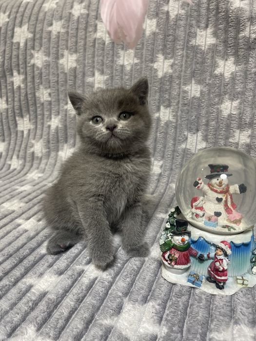 Котятка шотладські вислоухі