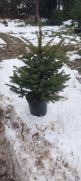 Choinki świerk srebrny w doniczkach hurt/deta