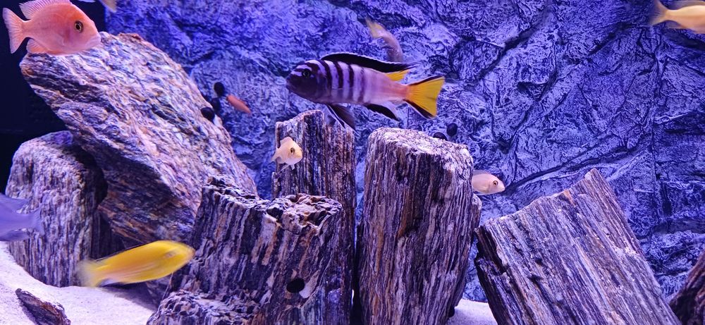 sprzedam pyszczaki Pseudotropheus elongatus Mphanga