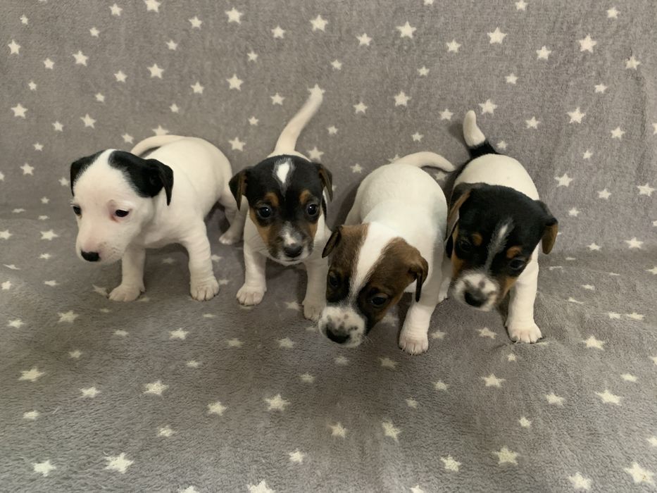 Джек Рассел