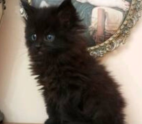 Продам шикарного котёнка