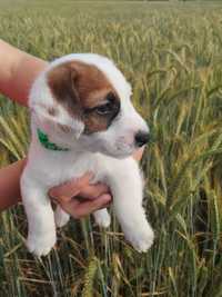 Piesek Jack Russell Terrier