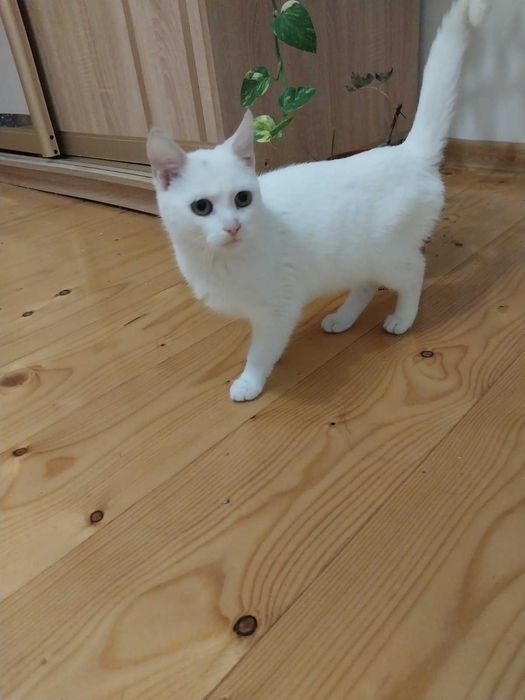 Безкоштовно в добрі руки кошенята