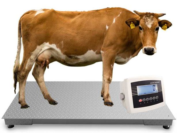 Waga Inwentarzowa do ważenia Bydła Żywca Krów 1,0x2,0 5T 5000kg