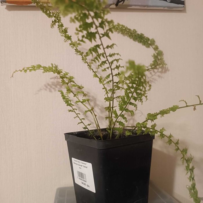 Папоротник пышный куст