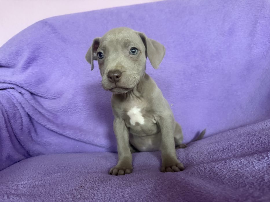 American Pit Bull Silver Fawn