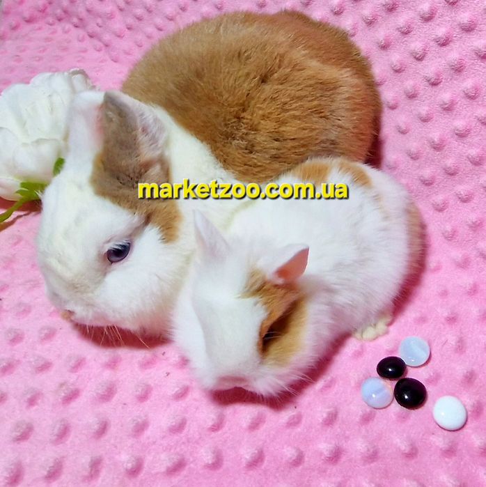 Шикарний малюк від зіркового татка,карликові,карликовые,мини,міні крол