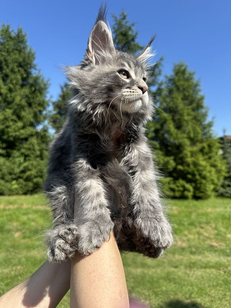 Maine Coon  niebieska kotka polydaktyl