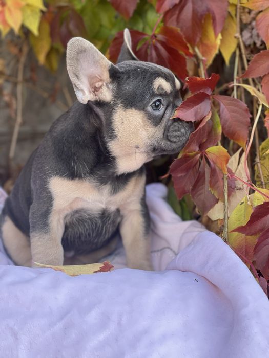 Францюзький бульдог