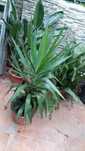 Vendo Yucca com vaso