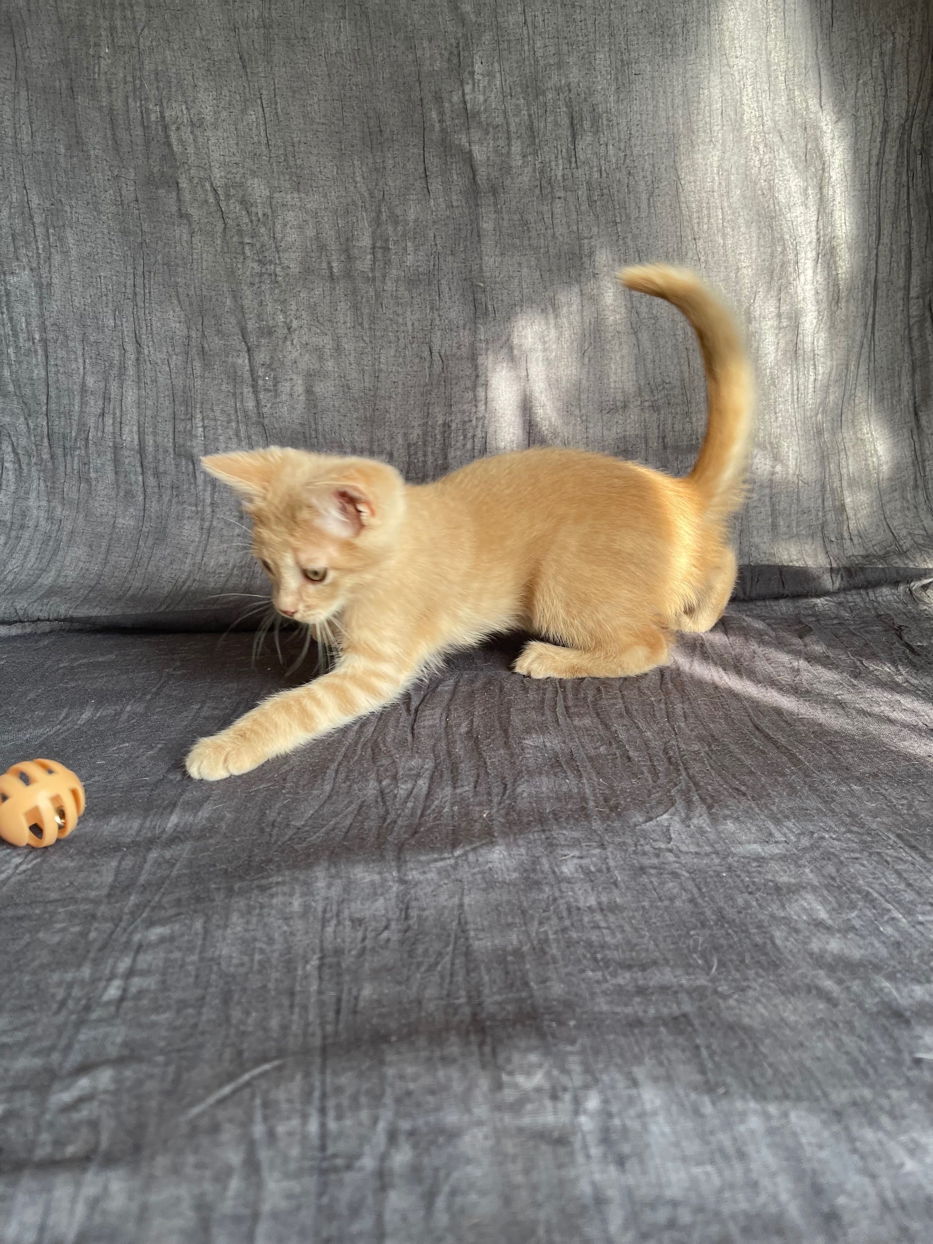 Котята отдам красивый котенок