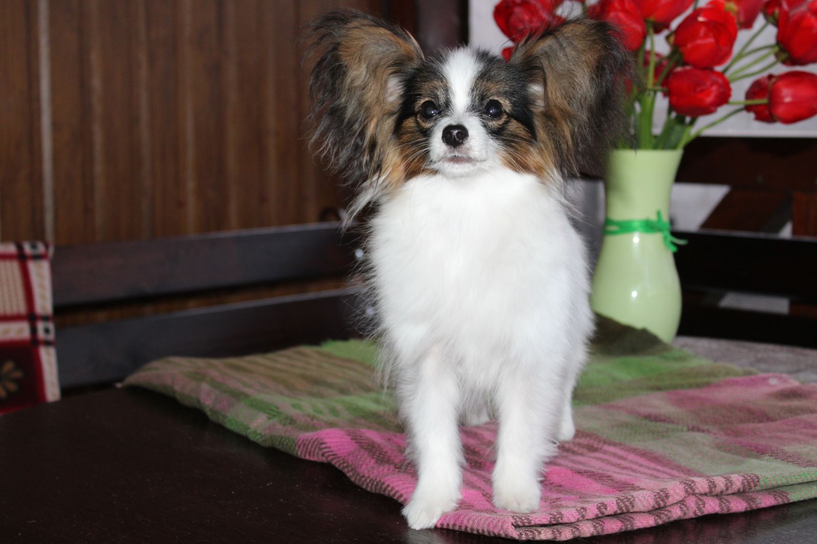 Яскрава триколор дівчинка Папійон КСУ/ FCI Papillon female pet/ пет.