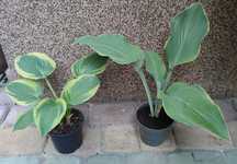 Hosta Regal  Splendor i Frances Williams