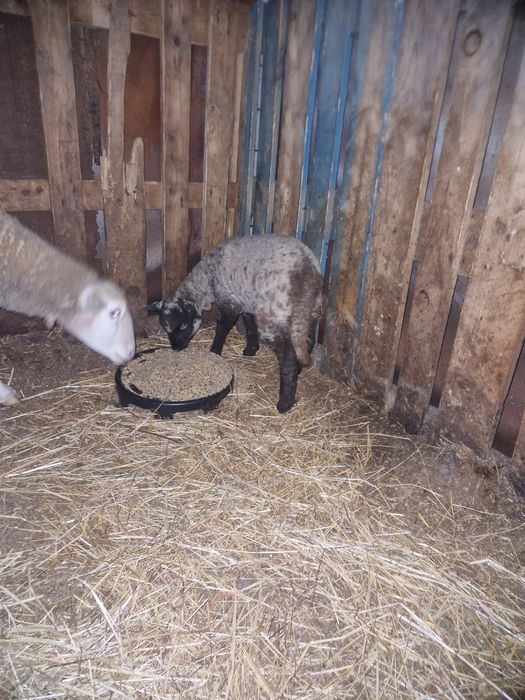 Borrega cruzada de suffolk