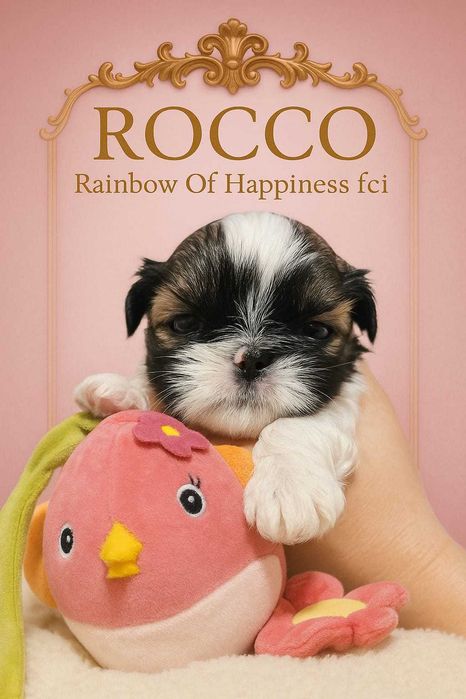 shih tzu szczeniaczek szczeniak z rodowodem ZKwP FCi