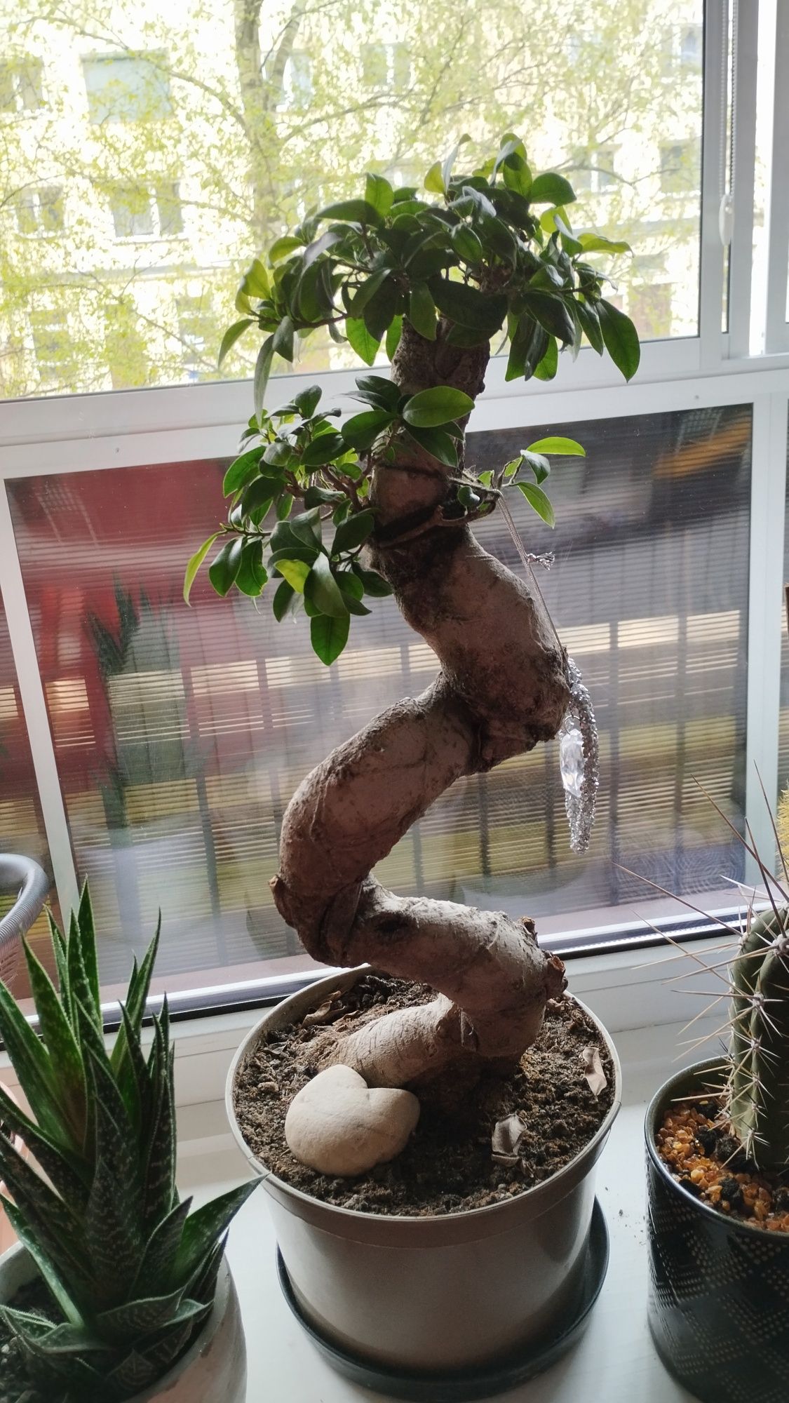 Bonsai drzewka zdrowe