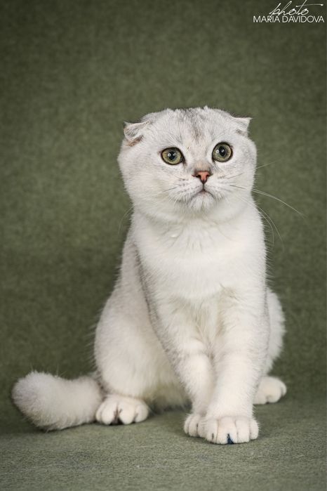 Yago шотландец 4,5 месяца