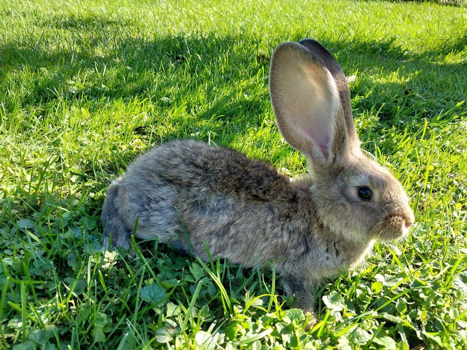 Samce olbrzym belgijski szary i srebrzysty