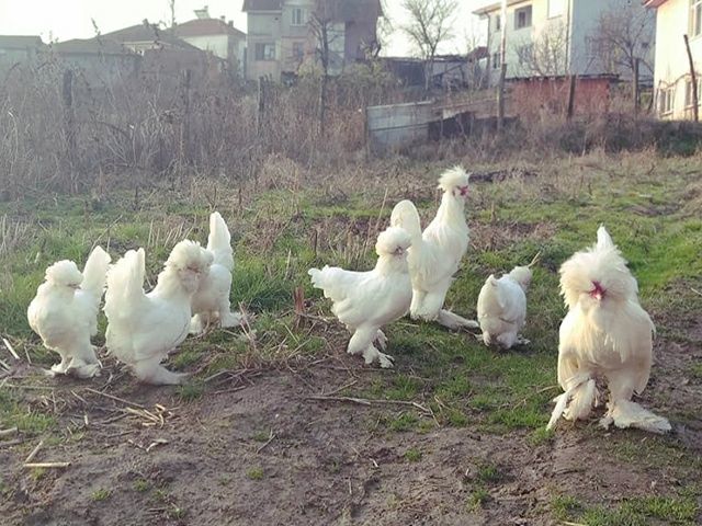 Інкубаційне яйце. Курчата. Султанка чорна, мармурова, біла.