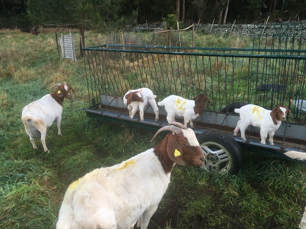 Cabritas/os Boer Puros