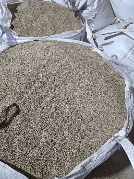 zyto żyto eko ekologiczna certyfikat ozime