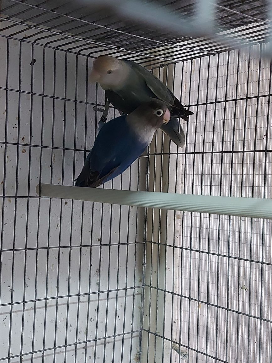 Fêmeas Agapornis