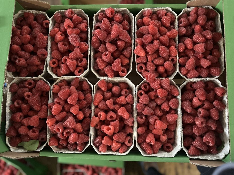 Maliny malina jesienna