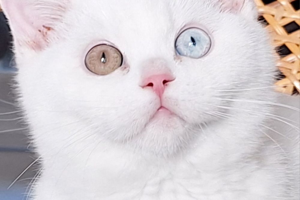 Kocurek Brytyjski Biały Odd Eye Rodowód  WCF