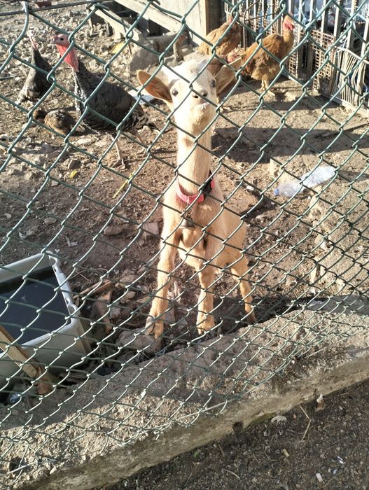 Cabrito criado á biberão .. extremamente dócil..