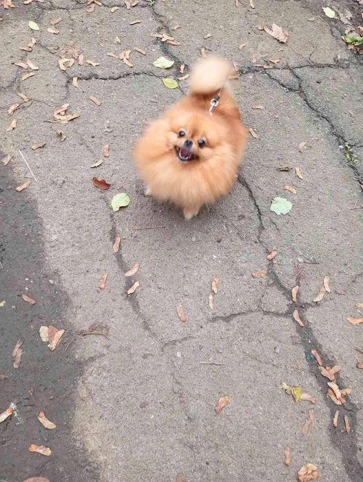 Мини девочка!  КСУ