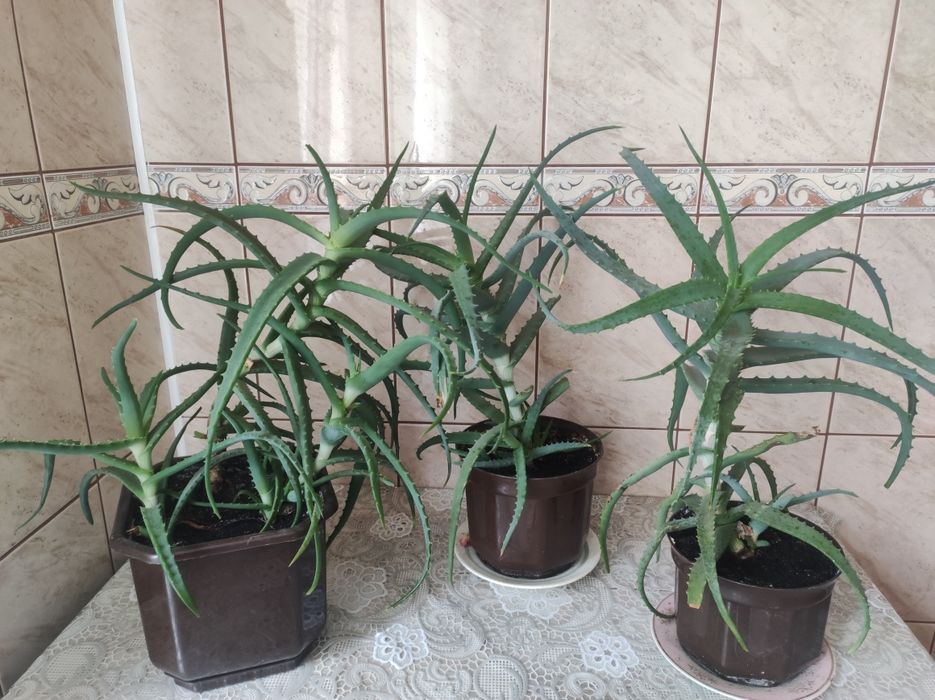 Лікувальний вазон Алоя Вера