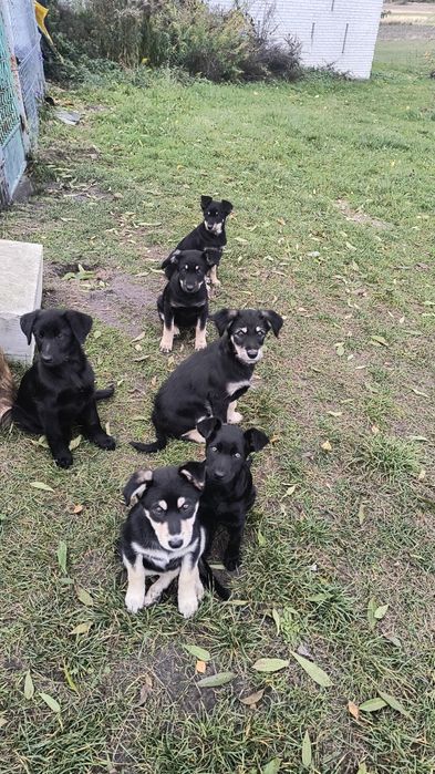 Oddam pieski w dobre ręce