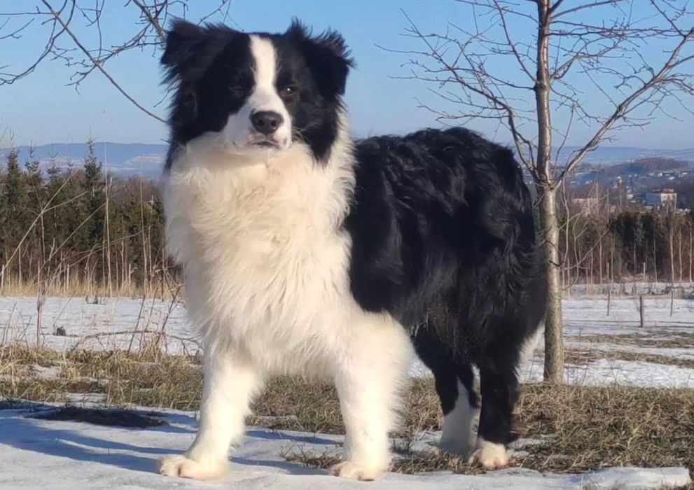 Reproduktor Border Collie ZKwP FCI - Krycie